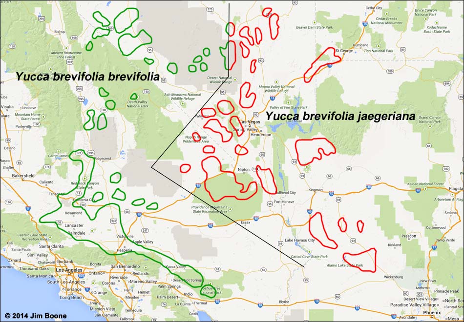 Yucca brevifolia map