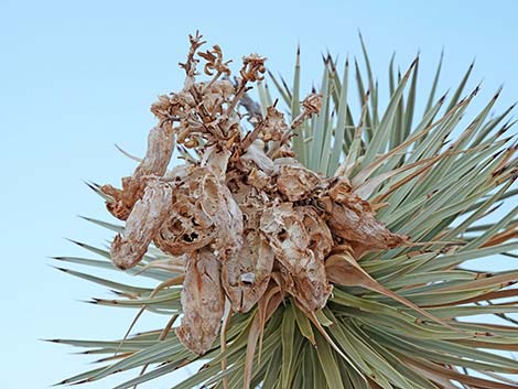 Eastern Joshua Tree (Yucca brevifolia jaegeriana)