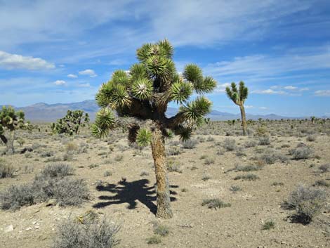 Joshua Tree (Yucca brevifolia)