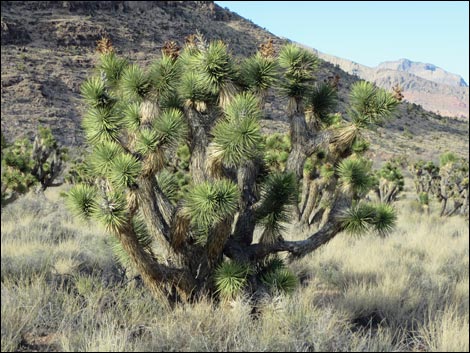 Eastern Joshua Tree (Yucca brevifolia jaegeriana)