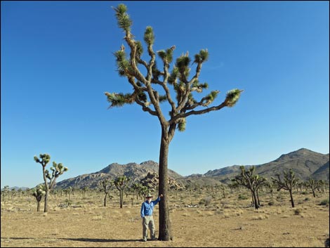 Western Joshua Trees (Yucca brevifolia brevifolia)