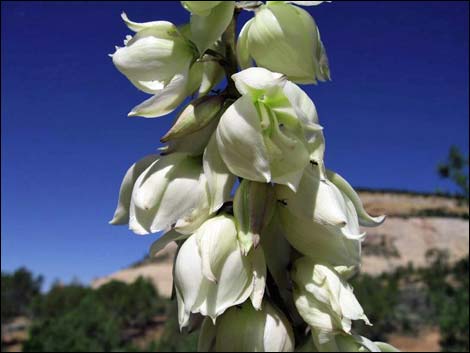 Soaptree Yucca (Yucca elata)