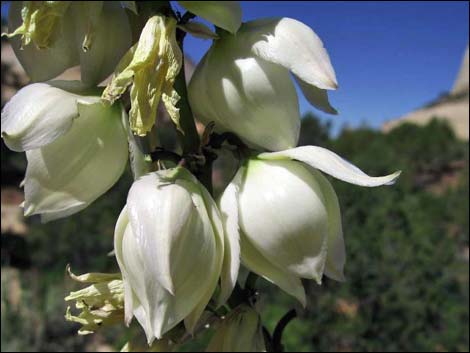 Soaptree Yucca (Yucca elata)
