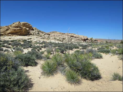 Utah Yucca (Yucca utahensis)