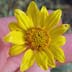Nevada Goldeneye (Heliomeris multiflora var. nevadensis)