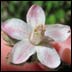 Rosy-petalled Cliffbush (Jamesia americana)