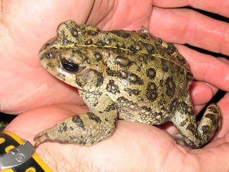 Western Toad (Bufo boreas)