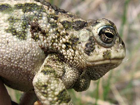 Great Plains Toad (Bufo cognatus)