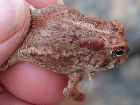 Arizona Toad (Anaxyrus microscaphus)