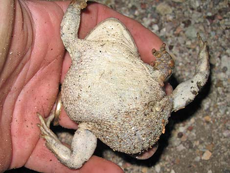 Amargosa Toad (Bufo nelsoni)