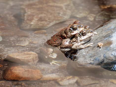 red spotted toads