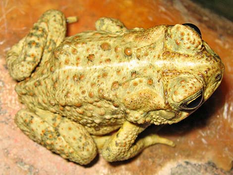 Woodhouse's Toad (Bufo woodhousii)
