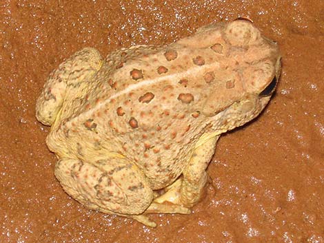 Woodhouse's Toad (Anaxyrus woodhousei)