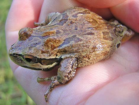 Pacific Treefrog [Pacific Chorus Frog] (Pseudacris regilla)