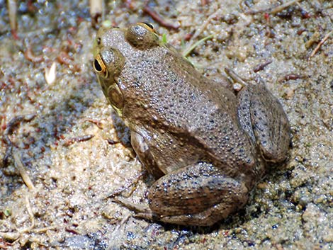 Bullfrog (Lithobates catesbeiana)