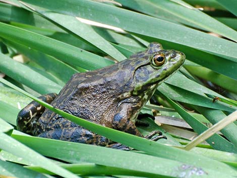 Bullfrog (Lithobates catesbeianus)