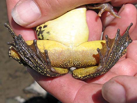 Mountain Yellow-legged Frog (Rana muscosa)
