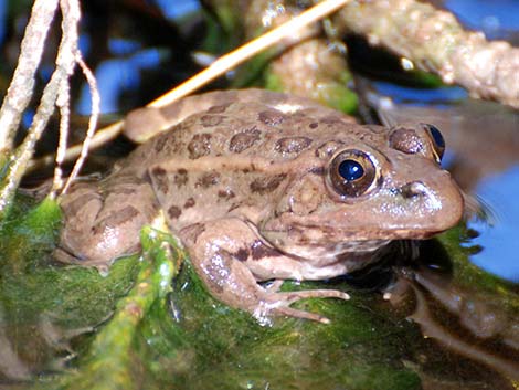 Relict Leopard Frog (Lithobates onca)
