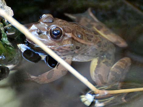 Relict Leopard Frog (Lithobates onca)