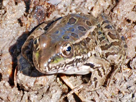 Lowland Leopard Frog (Rana yavapaiensis)