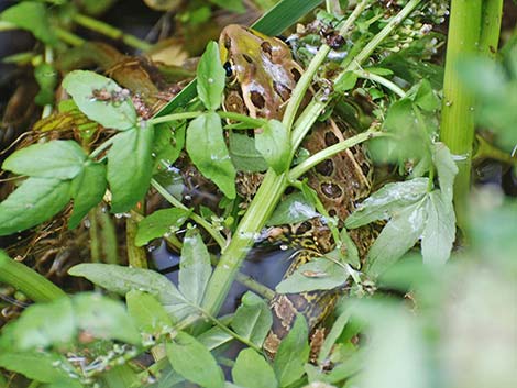 Lowland Leopard Frog (Lithobates yavapaiensis)