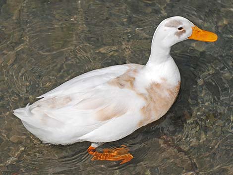 Barnyard Duck (Anas domesticus)