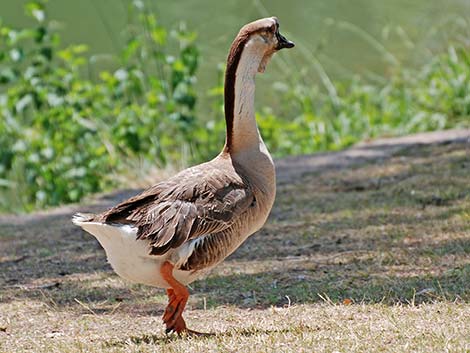 Chinese Goose (Anser cygnoides)