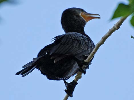 Neotropic Cormorant (Phalacrocorax brasilianus)