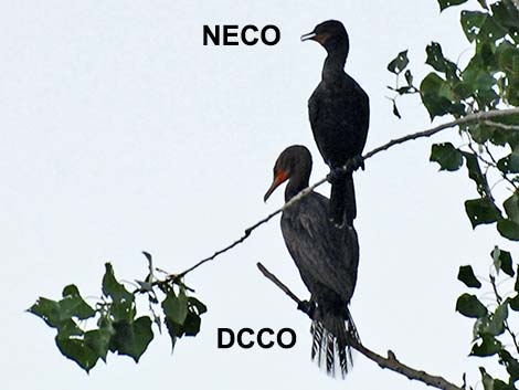 Neotropic Cormorant (Phalacrocorax brasilianus)