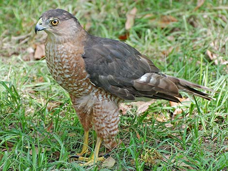 Cooper’s Hawk (Accipiter cooperii)