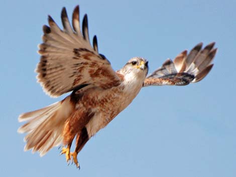 Ferruginous Hawk (Buteo regalis)