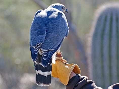 Gray Hawk (Buteo nitidus)