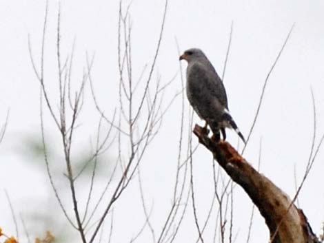 Gray Hawk (Buteo nitidus)