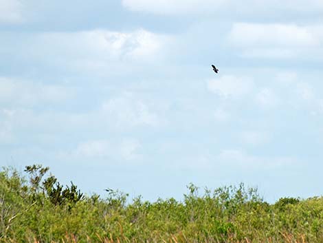 Hook-billed Kite (Chondrohierax uncinatus)