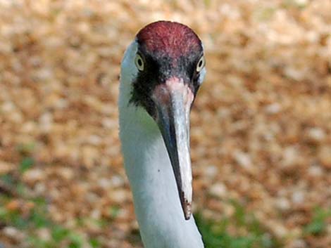 Whooping Crane (Grus americana)