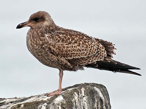 Young Gull (Larus spp.)