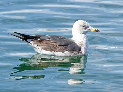Lesser Black-backed Gulls (Larus fuscus)