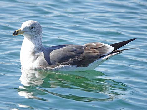 Lesser Black-backed Gulls (Larus fuscus)