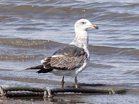 Yellow-footed Gull (Larus livens)