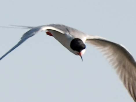 Forster's Tern (Sterna forsteri)