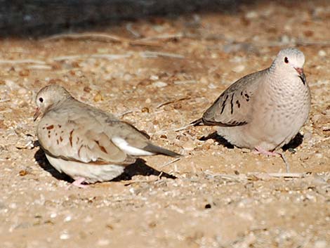 Common Ground-Dove (Columbina passerina)