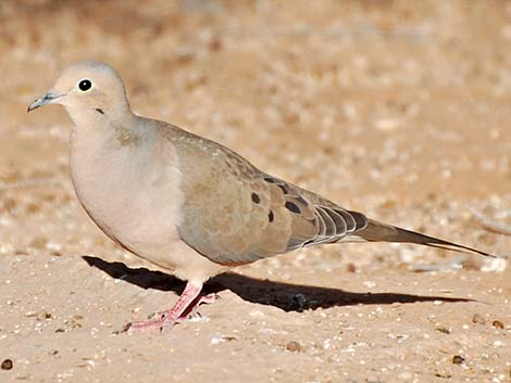 Columbiformes - Pigeons, Doves