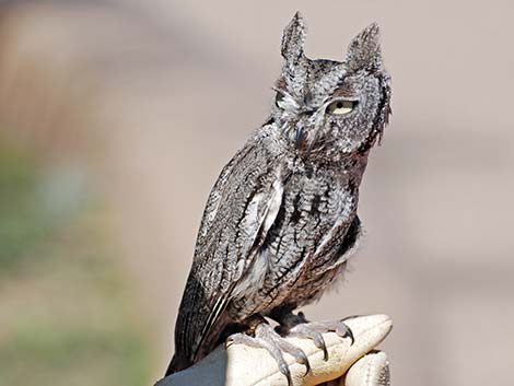 Western Screech-Owl (Otus kennicottii)