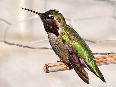 Anna’s Hummingbird (Calypte anna)