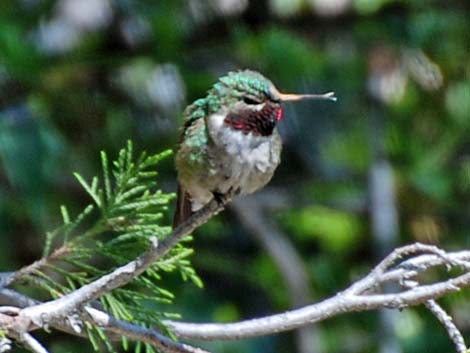 Broad-tailed Hummingbird (Selasphorus platycercus)