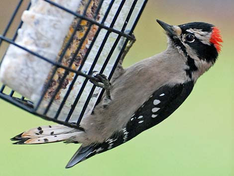 Downy Woodpecker (Picoides pubescens)