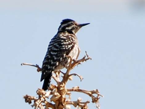 Nuttall's Woodpecker (Picoides nuttallii)