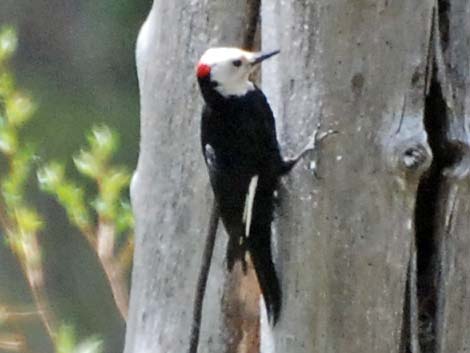 White-headed Woodpecker (Picoides albolarvatus)