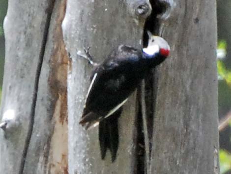White-headed Woodpecker (Picoides albolarvatus)