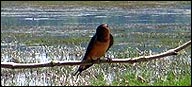 Hirundinidae (Barn Swallow)